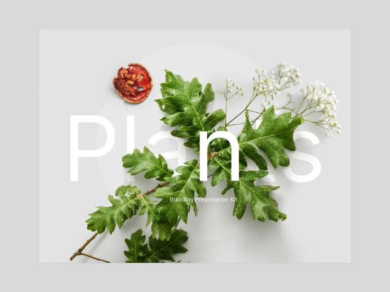 Huge Collection of Plants and floral items by Ls.graphic — تصویر ۳