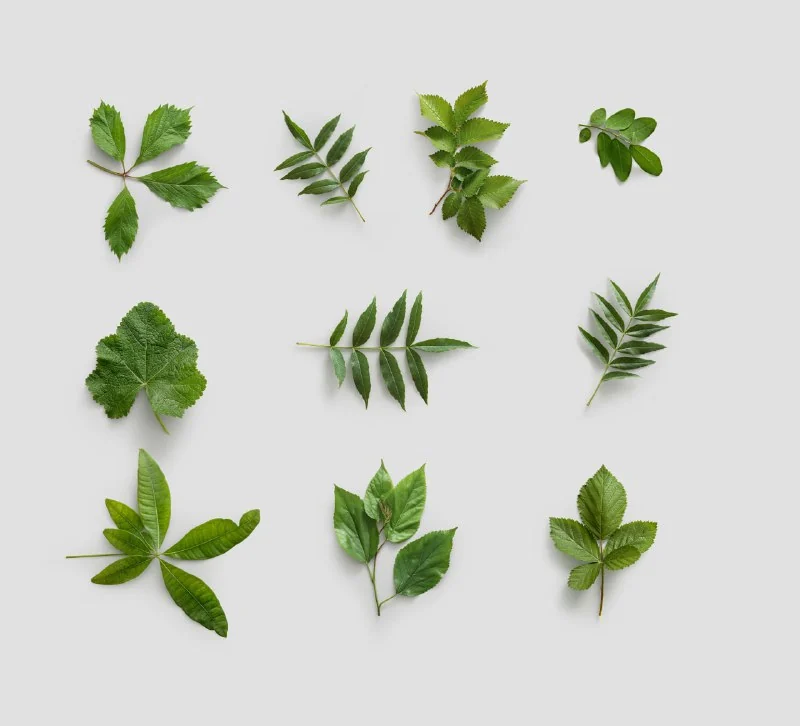 Huge Collection of Plants and floral items by Ls.graphic — تصویر ۴