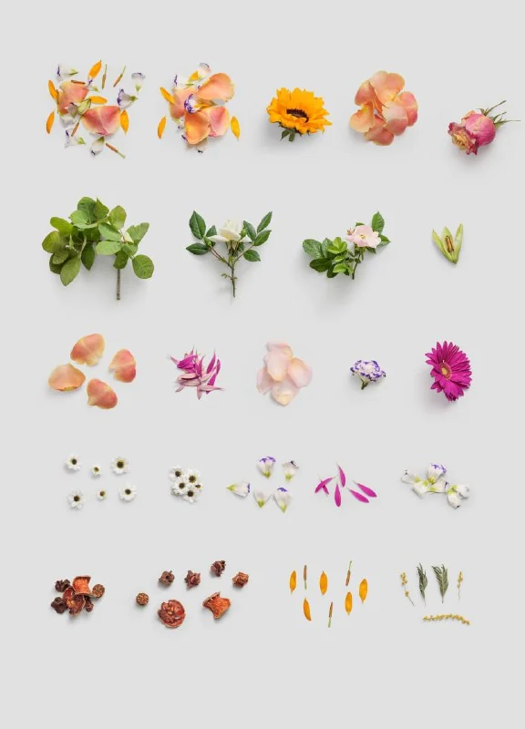 Huge Collection of Plants and floral items by Ls.graphic — تصویر ۵