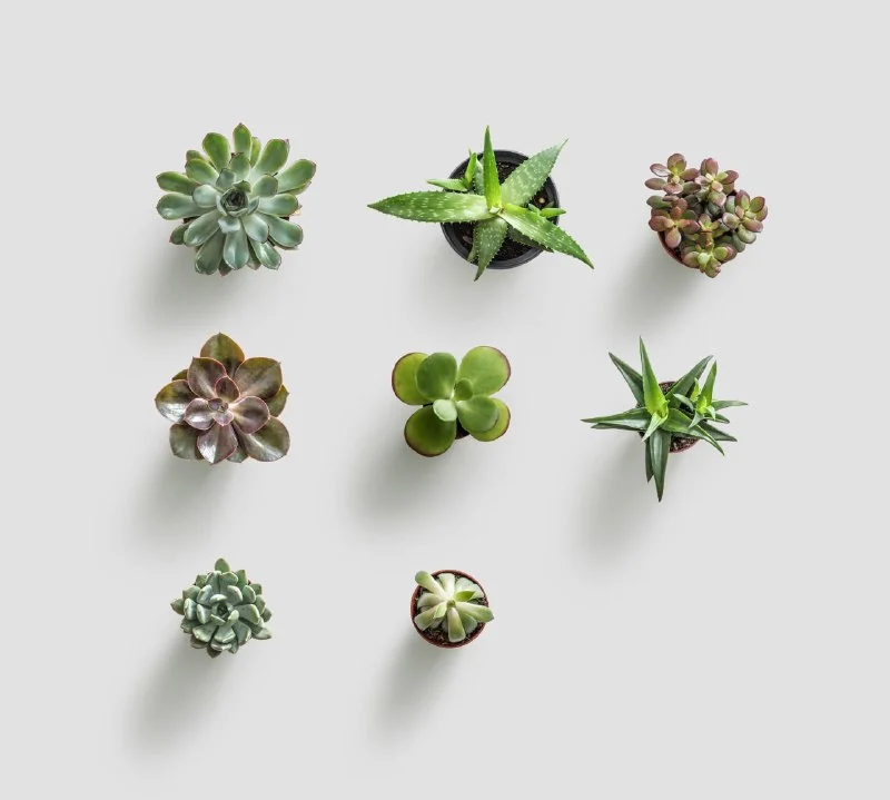 Huge Collection of Plants and floral items by Ls.graphic — تصویر ۶
