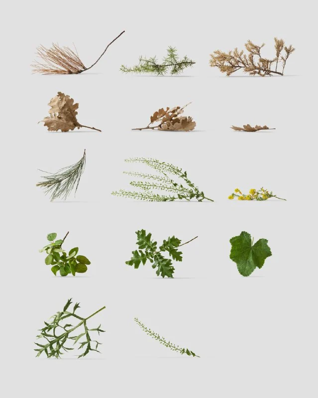 Huge Collection of Plants and floral items by Ls.graphic — تصویر ۸